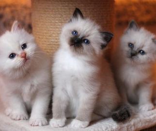 S*Idas kattungar, helig birma, röd, brun och blåmaskad 