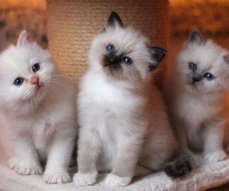 S*Idas kattungar, helig birma, röd, brun och blåmaskad 