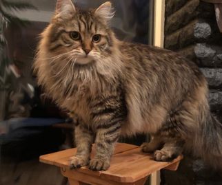 Sibbemaffians Elena Voltjetskaja, sibirisk katt, brunspotted