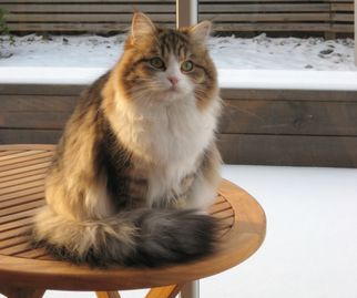 Sibbemaffians Sizova, sibirisk katt, bruntigrerad med vitt